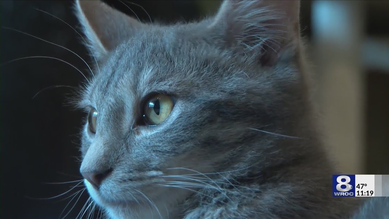 Lazy Cat Lounge and Café to hold grand reopening Sunday in Eastview