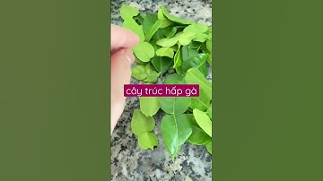 Đặc sản An Giang cây trúc hấp gà, lá trúc ăn cùng gà đốt ô thum #gahap #gadot #đặc_sản_miền_tây