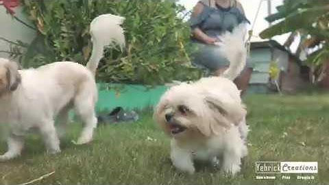 Zhiyun Crane V2 + Panasonic G7 Test Cinematic Video