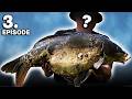 Angeln sie ALLE unter den Tisch? 🎣 | NASH CARPOLYMPICS Ep 3