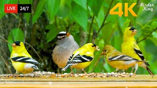 🔴 24/7 LIVE: Cat TV for Cats to Watch 😺 Cute Little Birds Squirrels 4K Cat Games