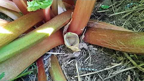 Comment savoir si la rhubarbe est mûre ?
