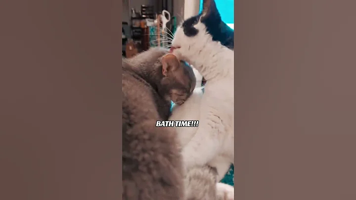 Video 11831181: cats catlover, bath