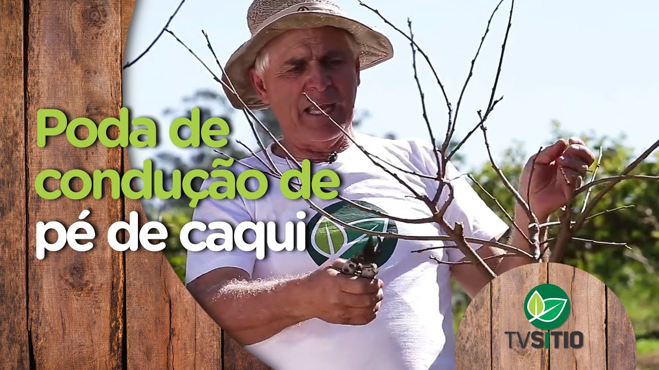 Poda de condução do pé de caqui YouTube Poda de condução do pé de caqui YouTube