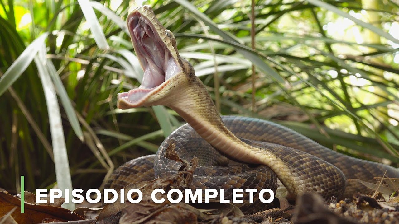 La VIDA SECRETA de las SERPIENTES 🐍 Secretos de Australia 🌏