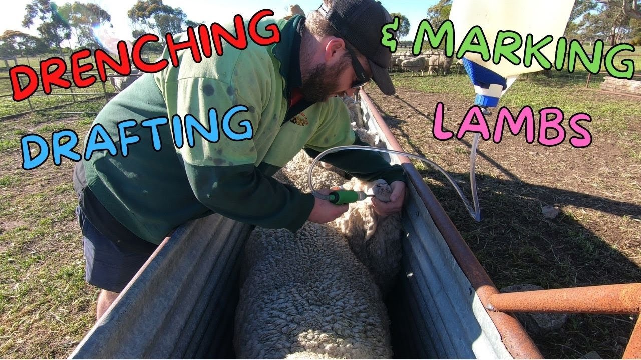 Drenching All The Sheep & Marking The Dohne Lambs