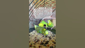 #سورة_الماعون #قرآن #المصحف #العراق #مصر #السعودية #طيور #البادجي #kuran #iraq #birds #lovebirds