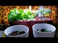 Idoo Hydroponic Setup and Updates