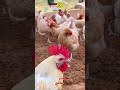 التهجين والمورثات في الدجاج ١