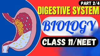 Digestion and absorption part 2/4 | Biology | class 11 / NEET /Target biology