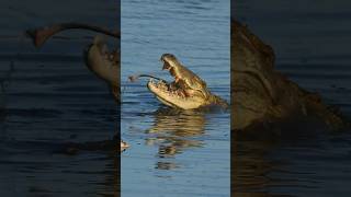 MASSIVE Nile Crocodile Feasts On The Remains Of A Deceased Hippo!