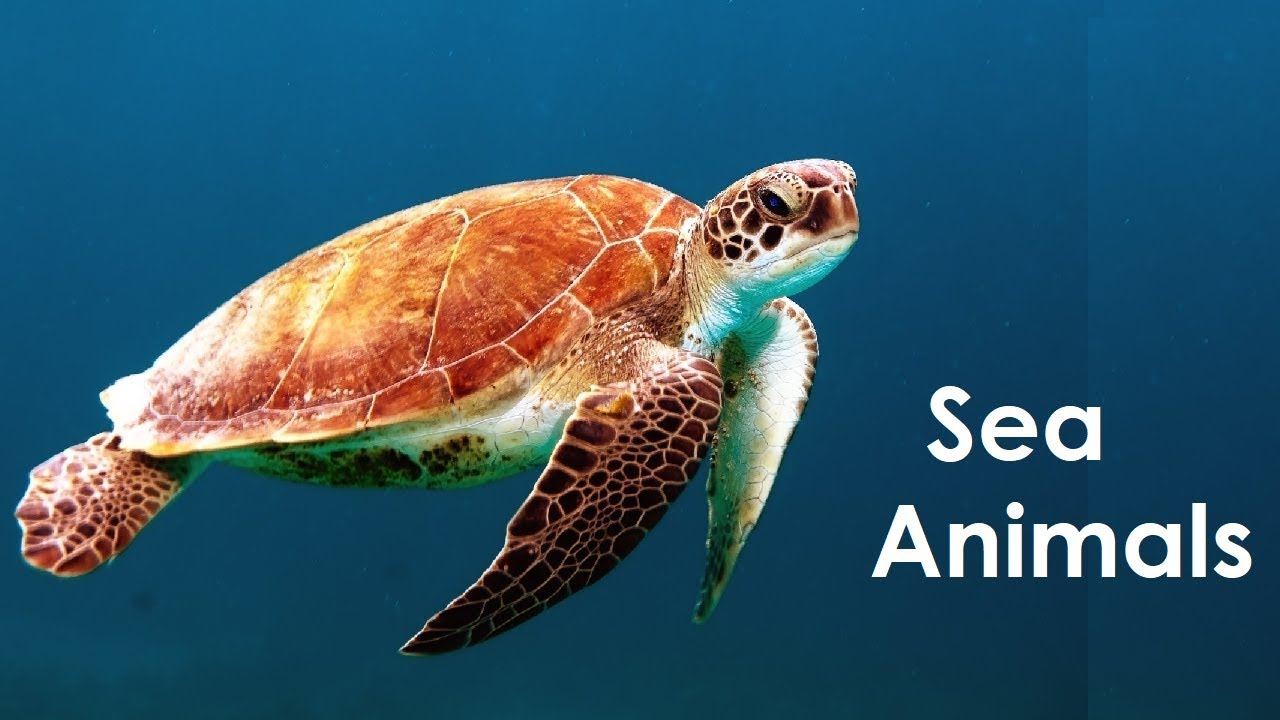 Sea animals for kids with ocean waves sound - YouTube