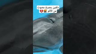 دلفين يصرخ بصوت قوي من الألم ?? viralvideo shortvideo السعودية اليمن comedy