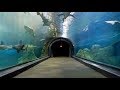 CAMDEN ADVENTURE AQUARIUM EXPERIENCE - NJ New Jersey Travel Tour Guide Zoo Shark Sharks