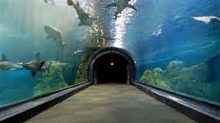 CAMDEN ADVENTURE AQUARIUM EXPERIENCE - NJ New Jersey Travel Tour Guide Zoo Shark Sharks