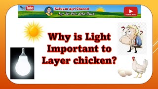 Why is Light Important to Layer Chicken?  @kabayan5560