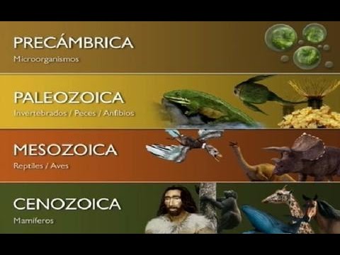 Vídeo: Cerebro Humano De Piedra Del Paleozoico - Vista Alternativa