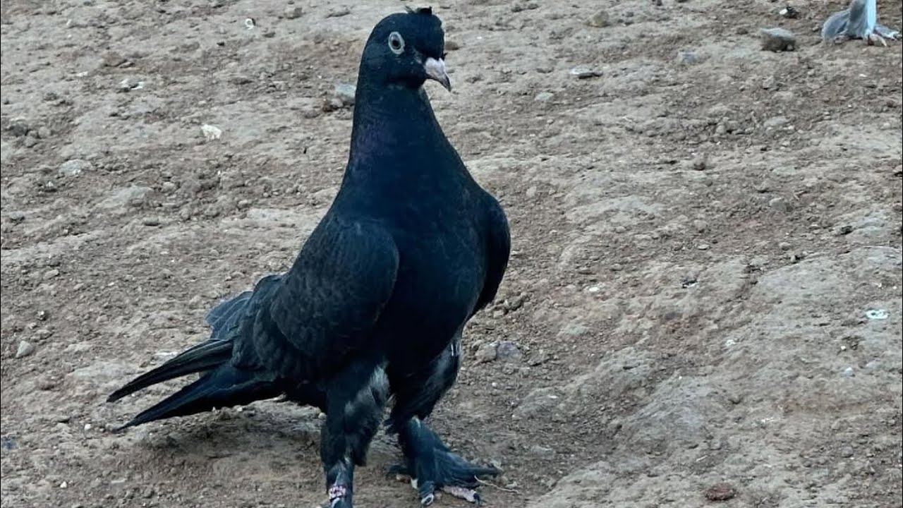 Kış Bastırdı! Güvercin Uçumu, Kürler ve Kümesin Son Hali (Atmaca Alarmı)