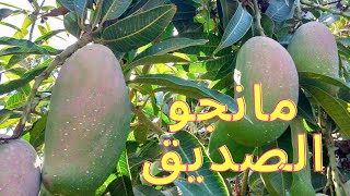 كيف نرفع من انتاجية صنف مانجو الصديقSedek mango من اهم اصناف المانجو المحلية في مصر