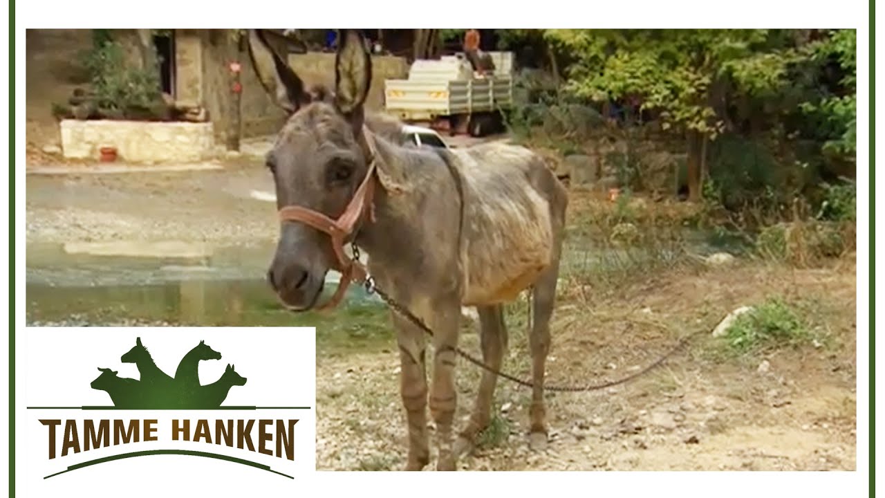 Ali Barber - Der einsame Esel in den Bergen | Tamme Hanken | Kabel Eins