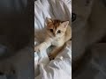 Elya's Morning Exercises