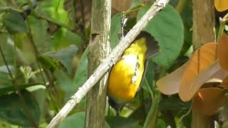 Secret Of The Failsafe Small Bird Trap