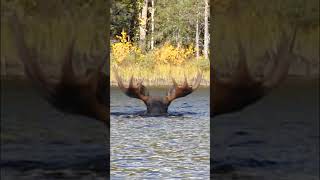 Hirvi Ui Kohti Kalareissulla - Unohtumaton Kohtaaminen Metsän Kuninkaan Kanssa