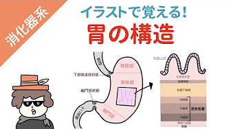 消化器系 Youtube