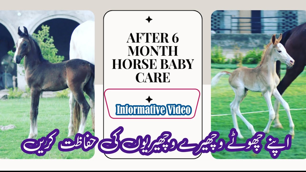 Уход за лошадёнком после 6 месяцев | Познавательное видео | Очень полезно для новичков | Ферма Малик
