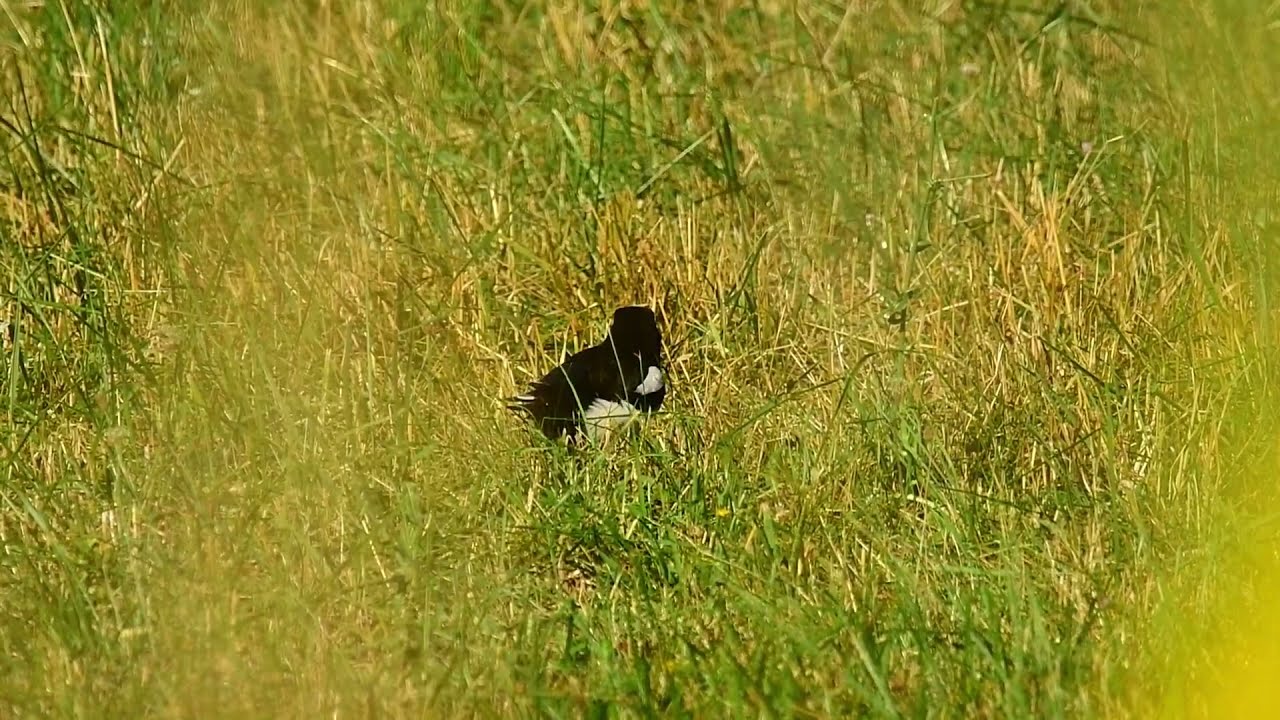 Straka a jej korisť (Magpie and its prey)