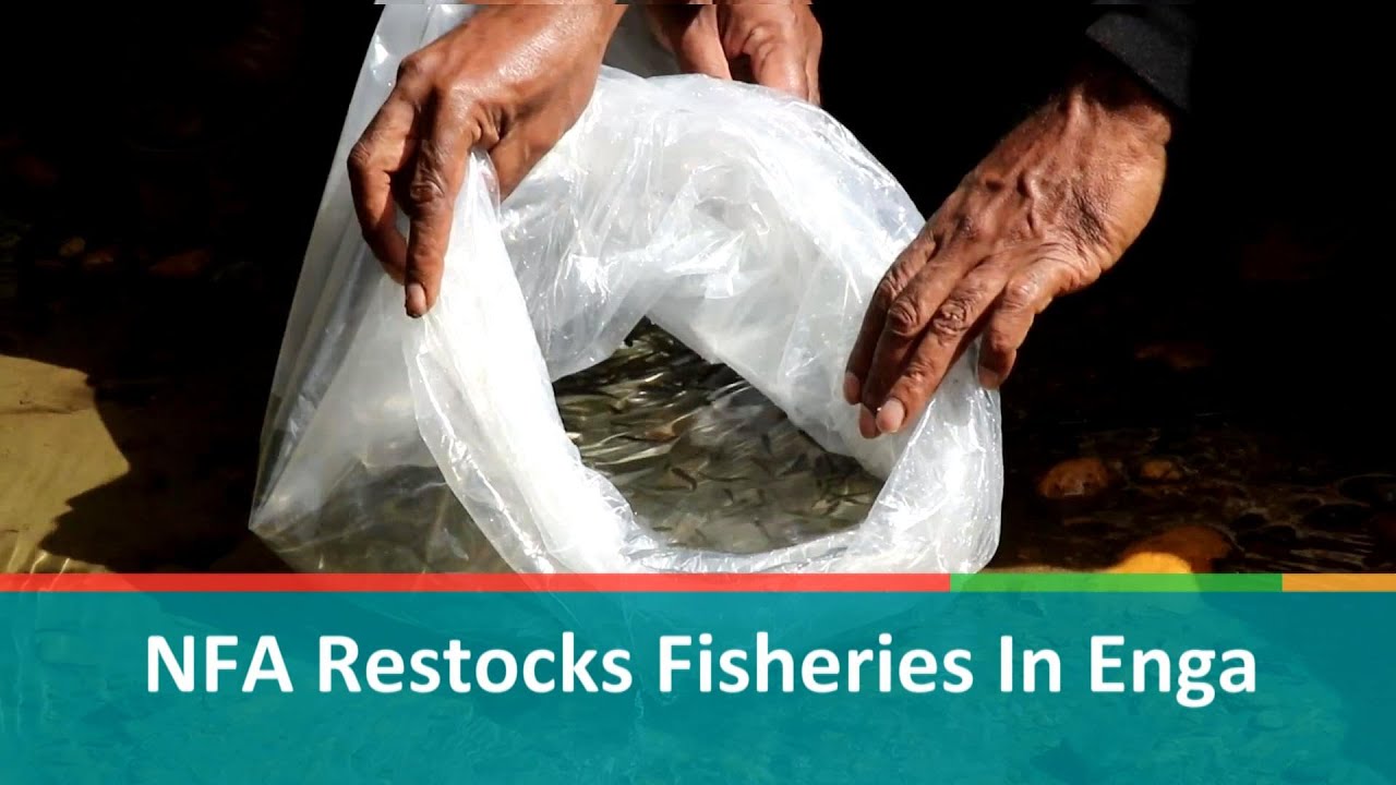 NFA Restocks Fisheries In Enga
