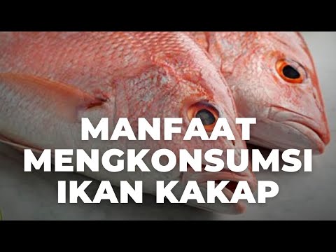 Kalori Kakap Merah