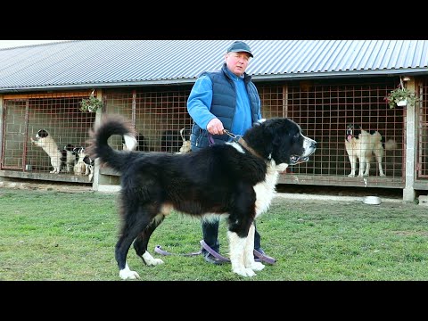 Câini ciobănești de BUCOVINA URIAȘI | Canisa POMOHACI din Marginea jud. Suceava | HUGE ROMANIAN DOGS
