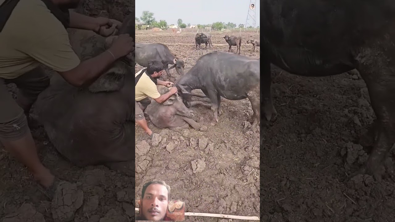 मुर्रा भैंस के सिगं फस गऐ😱मरते मरते बची #shorts​ #video​#short​ #viral​ #new​ #murrah​ #buffalo​ #bu