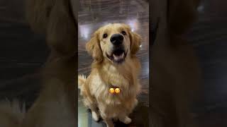 Viral videos of puppy | watch his hilarious moments |