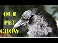 STORY OF OUR PET CROW