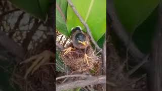 eagle Male peregrine nesting