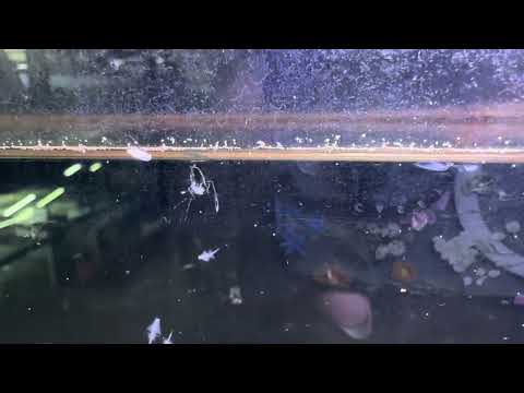 Baby peppermint shrimp eating adult brine. 