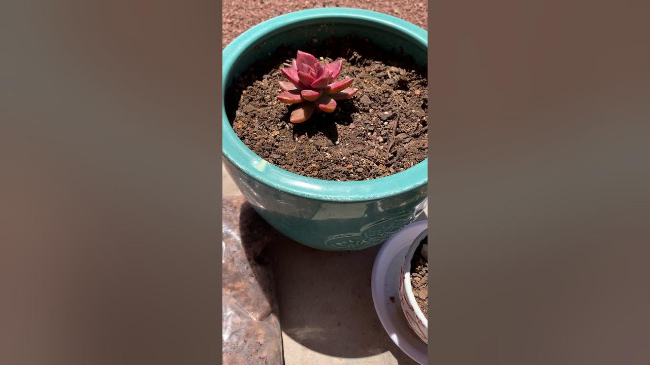 Repotting succulents in Bonsai Jack Succulent Soil Mix (Gritty Mix 111