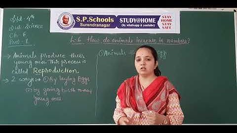STD 4 CBSE | SCIENCE LEC 19 | S P SCHOOL SURENDRANAGAR