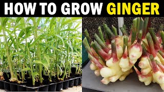 How to Grow Ginger at Home | Ginger Farming at Home | Protray Ginger Farming