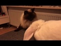 Rabbit hunts cat