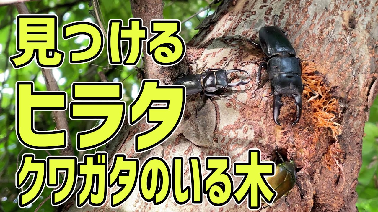 河川敷で野生のヒラタクワガタを求めて探索 クワガタ採集ダイアリー 河川敷で野生のヒラタクワガタを求めて探索 クワガタ採集ダイアリー
