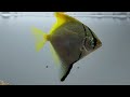 Silver Moony Angelfish - Breeding, Diet, Care, and More (Monodactylus Argenteus)