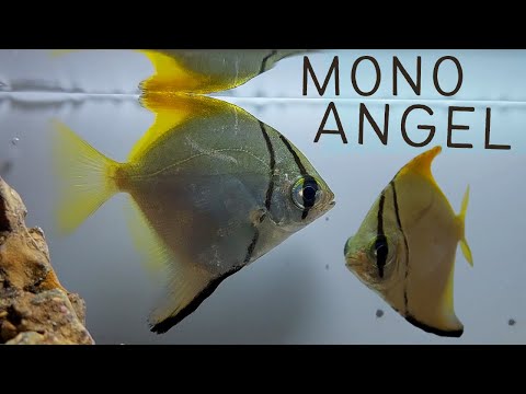 Video: Nhân giống chọn lọc và di truyền cho Angelfish