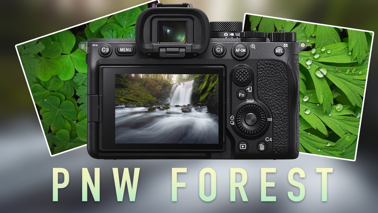 How to Photograph Forest Foliage | Pacific Northwest Forest & Waterfall Photography