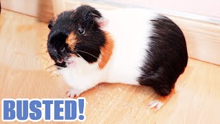 We Figured Out Why This Guinea Pig Keeps Escaping