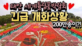 태안튤립꽃박람회ㅣ2023 태안세계튤립축제ㅣ5월에 가볼만한 곳ㅣ세계5대튤립축제ㅣ태안여행ㅣ태안가볼만한곳ㅣ가족여행지추천ㅣ봄여행지추천