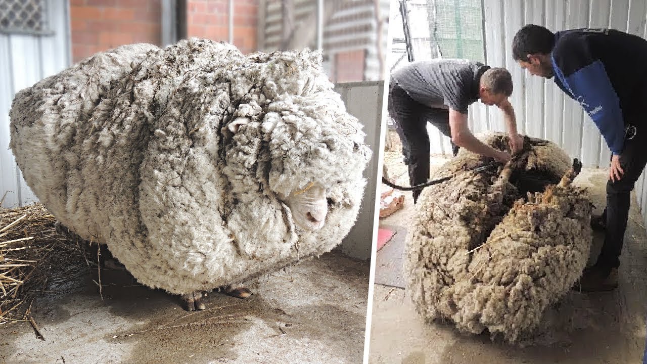 Из 8 кг шерсти. Нестриженный баран. Шерсть тонкорунных овец. Стрижка овец. Стриженная овца.