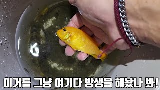 우리나라에 방생된 난폭한 열대어를 잡아서 키워보자!